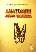 Медицина и здоровье. Медицинские науки. Здравоохранение. Анатомия зубов человека.